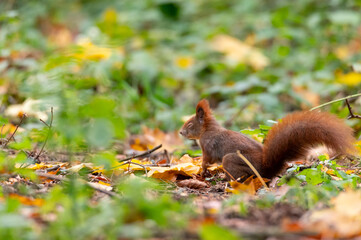 Rusty brown squirrel in a park with autumn colored leaves in the Czech Republic
