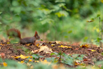 Rusty brown squirrel in a park with autumn colored leaves in the Czech Republic