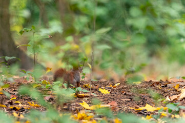 Rusty brown squirrel in a park with autumn colored leaves in the Czech Republic