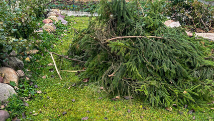 A pile of dead branches and leaves on the ground. The pile is in a garden area with some rocks and a bush