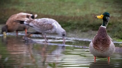 The seagulls swimming in the water