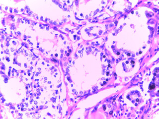 Microscopic Tissue Analysis with Cellular Structures