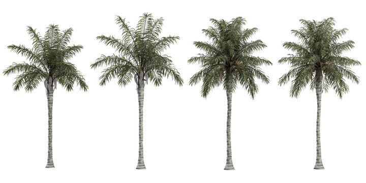 Collection of Queen palm plant on transparent background
