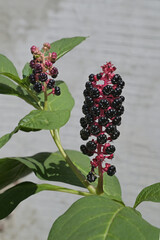 Phytolacca americana, herbaceous perennial plant.