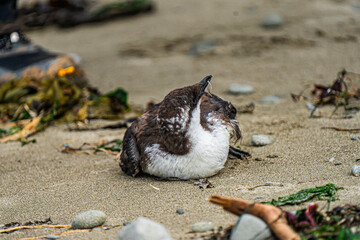 sea bird laying in sand in Olympic National Park
