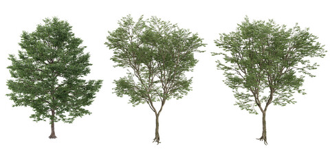 Collection of Terminalia ivorensis plants isolated on transparent Canvas