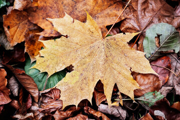 Vibrant color autumn background. Fall season texture. Yellow leaves background. Golden leaf on tree. Autumn wallpaper. Forest orange fall. Closeup leaves. Vivid autumn colors. Shiny wet rainy day.