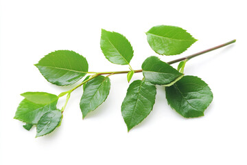 Obraz premium Fresh green rose leaves on a single stem captured against a clean white background, highlighting natural beauty and detail. Generative AI