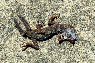 Photograph of a small and deceased lizard body decaying outside in the sunshine near a forest that has passed away due to heat exposure.