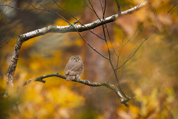 Pygmy Owl, Eurasian tiny bird in the habitat, sitting on tree branch with clear forest background. Beautiful bird in morning sunrise. Wildlife scene from wild nature.