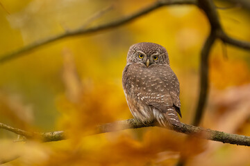 Pygmy Owl, Eurasian tiny bird in the habitat, sitting on tree branch with clear forest background. Beautiful bird in morning sunrise. Wildlife scene from wild nature.