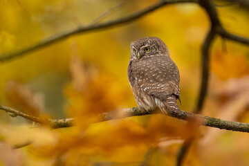 Pygmy Owl, Eurasian tiny bird in the habitat, sitting on tree branch with clear forest background. Beautiful bird in morning sunrise. Wildlife scene from wild nature.