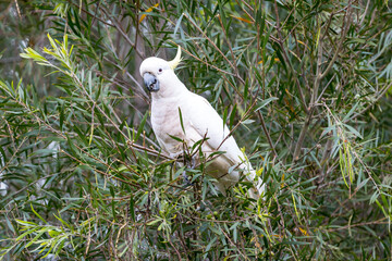 Photograph of a Sulphur Crested Cockatoo sitting and eating leaves in a tree in the Blue Mountains in New South Wales, Australia.