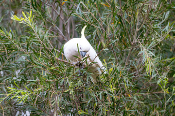 Photograph of a Sulphur Crested Cockatoo sitting and eating leaves in a tree in the Blue Mountains in New South Wales, Australia.