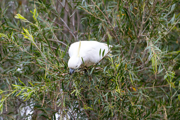 Photograph of a Sulphur Crested Cockatoo sitting and eating leaves in a tree in the Blue Mountains in New South Wales, Australia.