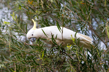 Photograph of a Sulphur Crested Cockatoo sitting and eating leaves in a tree in the Blue Mountains in New South Wales, Australia.