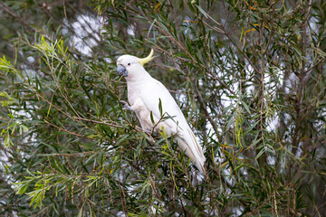 Photograph of a Sulphur Crested Cockatoo sitting and eating leaves in a tree in the Blue Mountains in New South Wales, Australia.