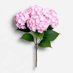 A photostock of a beautiful bouquet of hydrangea flowers, soft and pastel-colored, ideal for floral or wedding themes, isolated on white background, High Quality