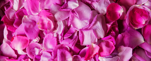 Fototapeta premium Natural background of rose petals