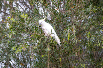 Photograph of a Sulphur Crested Cockatoo sitting and eating leaves in a tree in the Blue Mountains in New South Wales, Australia.