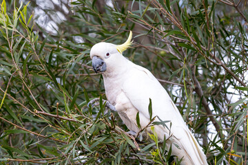 Photograph of a Sulphur Crested Cockatoo sitting and eating leaves in a tree in the Blue Mountains...