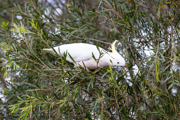 Photograph of a Sulphur Crested Cockatoo sitting and eating leaves in a tree in the Blue Mountains in New South Wales, Australia.