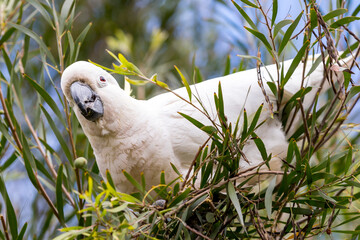 Photograph of a Sulphur Crested Cockatoo sitting and eating leaves in a tree in the Blue Mountains...