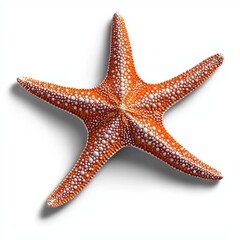 A photostock of a classic starfish with a sandy texture, perfect for beach or marine themes, isolated on white background, High Quality