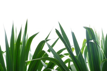 A Dracaena loureiri Gagnep leaves on white isolated background for green foliage backdrop 