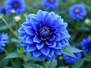 Vibrant blue dahlia flower in full bloom with intricate petal layers, surrounded by blurred green foliage in garden setting