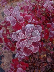 purple and yellow The first frosts