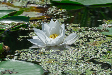 Flower lotus of white water lily grows and bloom in river close-up. Nymphaea alba it has roots are...