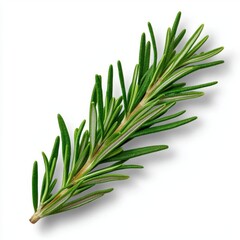 Fototapeta premium A photostock of a fresh sprig of rosemary, vibrant and green, ideal for culinary or herb themes, isolated on white background, High Quality