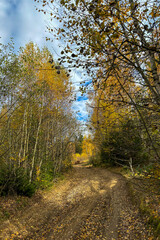 Path in the forest, late autumn in Carpathians mountains, Slavske, Ukraine
