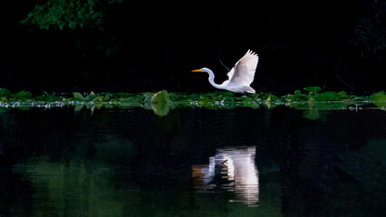A great egret flying over the water with reflection