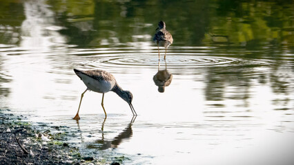 The greater yellow legs seeking food in water