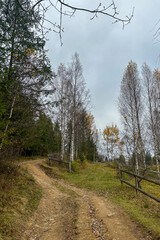 Path in the forest, late autumn in Carpathians mountains, Slavske, Ukraine
