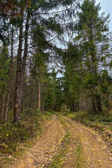 Path in the forest, late autumn in Carpathians mountains, Slavske, Ukraine
