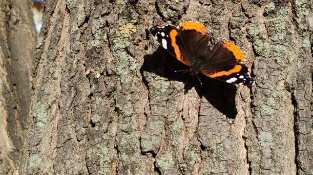 butterfly on the tree