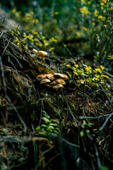 Mushrooms in the autumn forest. Frame of wild mushrooms in a pine forest