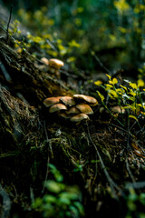 Mushrooms in the autumn forest. Frame of wild mushrooms in a pine forest