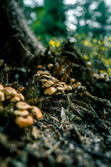 Mushrooms in the autumn forest. Frame of wild mushrooms in a pine forest