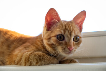 Cute ginger feline young cat siting on window sill and waiting for something. Fluffy pet looks in window.