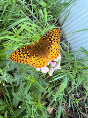 Pretty Orange Butterfly on Pink Flowers, Great Spangled Fritillary Sitting on Pink Plants