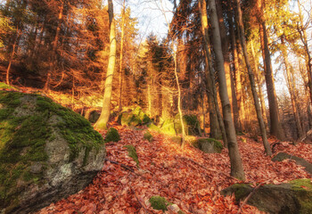 autumn in the forest