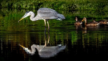 Blue heron catching food from the water