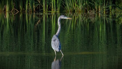 The blue heron standing in the water