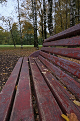 Bench in the park with birch trees and fallen leaves in autumn