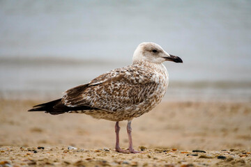 Lonely seagull on the beach of the Dutch North Sea in North Holland