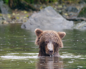 Portrait of a cute young Alaskan Brown Bear swimming in Big River Lakes, Alaska, USA